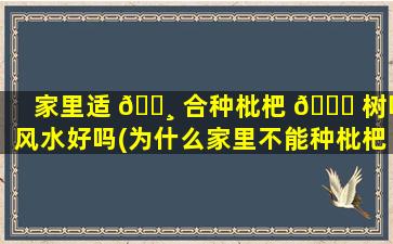 家里适 🌸 合种枇杷 🐅 树吗风水好吗(为什么家里不能种枇杷树)